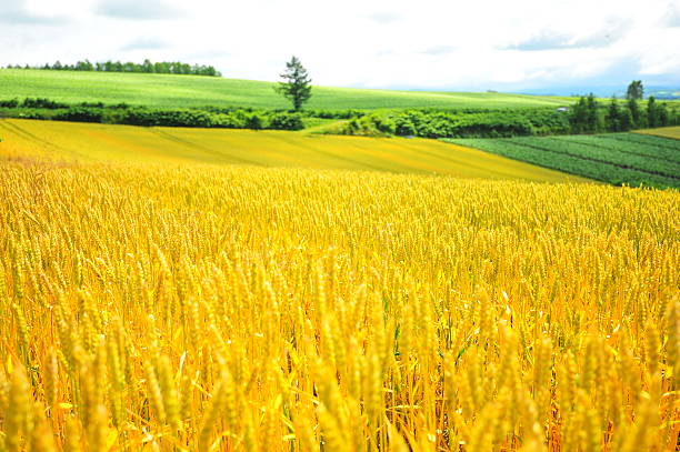Yellow Wheat Fields in Biei, Hokkaido, Japan stock photo