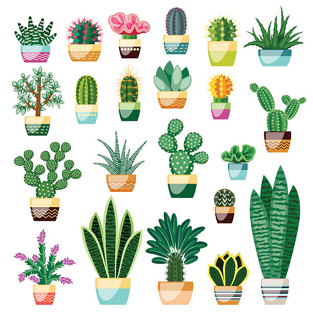 duży zestaw kaktusów i sukulentów w doniczkach. - cactus thorns stock illustrations