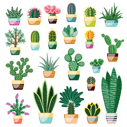 Big set of cactuses and succulents in pots. Cactuses and succulents isolated on white background. Indoor plants in a flat style. Vector illustration.