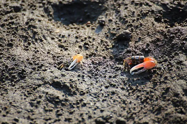 Photo of fiddler crab in mangrove forest