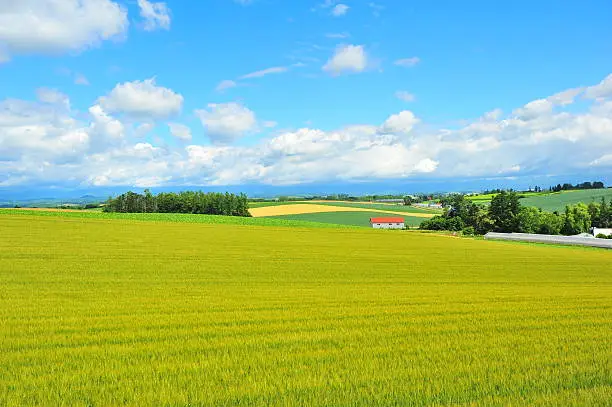 Plantation Fields at Countryside of Biei, Hokkaido, Japan