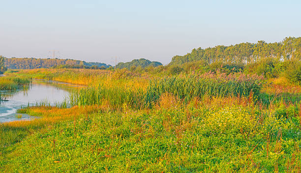 istock Reed along a lake at sunrise in summer 603989182
