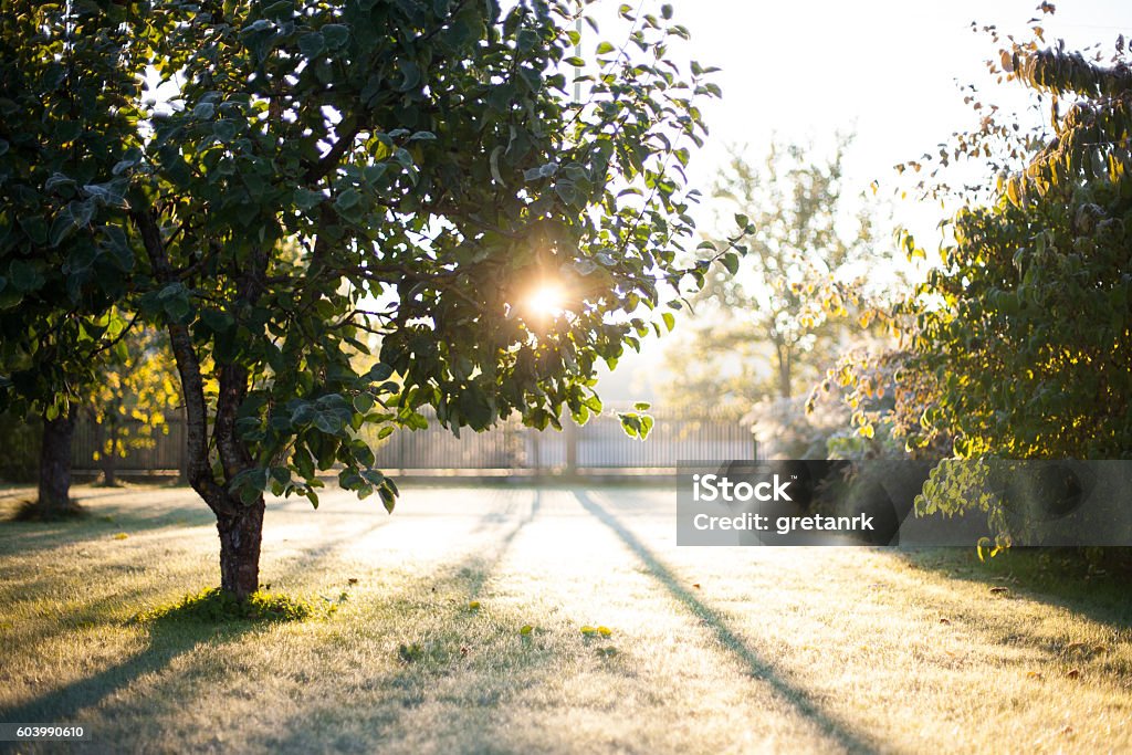Sol saliendo a través de hojas de manzano esmeriladas - Foto de stock de Escarcha libre de derechos