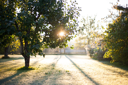 Apple tree, Sunrise, Early morning, Frosty, Garden, Blurred