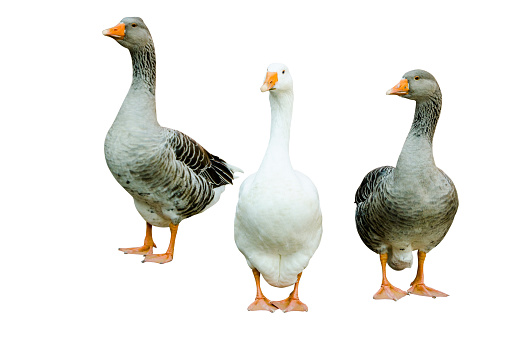 Two grey and a white goose standing and looking in to the camera, white background