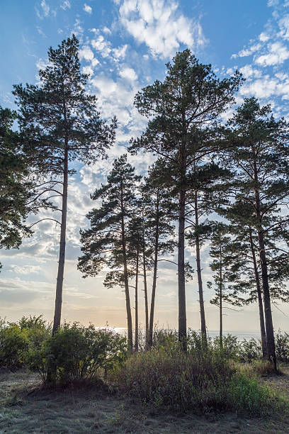 istock pines on the shore against the blue sky 603991474