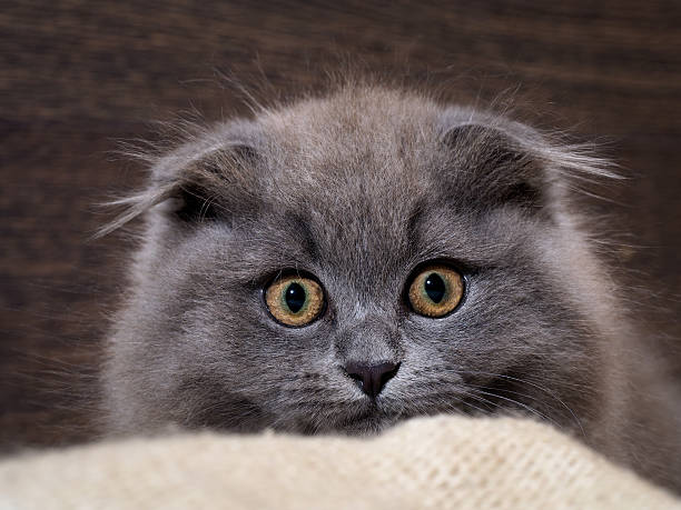 istock Excellent kitten looks out of plaid. 603992428