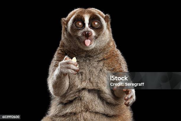 Closeup Lemur Slow Loris Isolated Black Background Stock Photo - Download Image Now