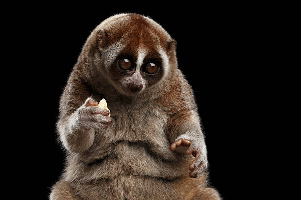 primer plano lémur slow loris aislado fondo negro - lorif fotografías e imágenes de stock