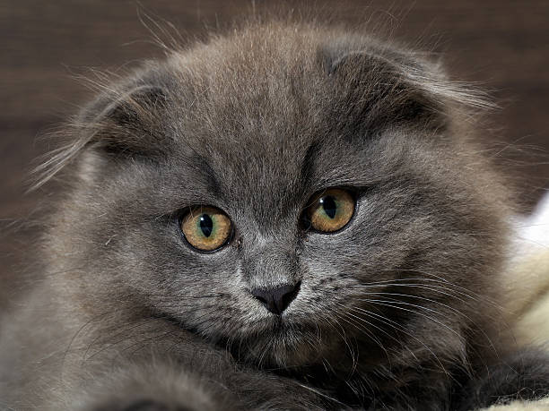 istock Portrait of a cute kitten. 603992760