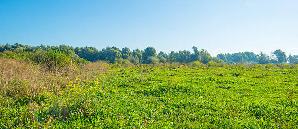 istock Trees along a field at sunrise in summer 603993996
