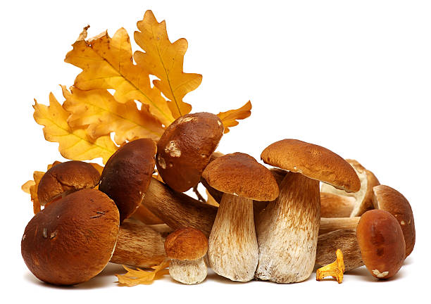 istock Wild Foraged Mushroom selection isolated on white background, with shadow 603994776