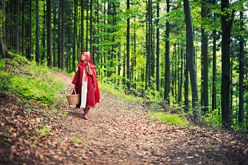 Little Red Riding Hood walking through the forest. The little girl is aged 8 and is smiling. She is wearing a red cape with hood, red dress and red boots. She is carrying a large basket.