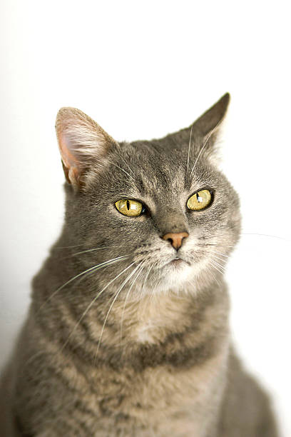 istock Portrait of Beautiful Grey Cat 603996956