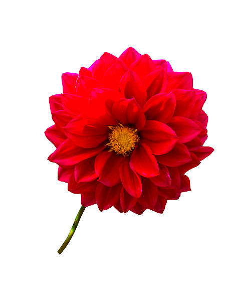 istock Flower Red dahlia isolated 603996976