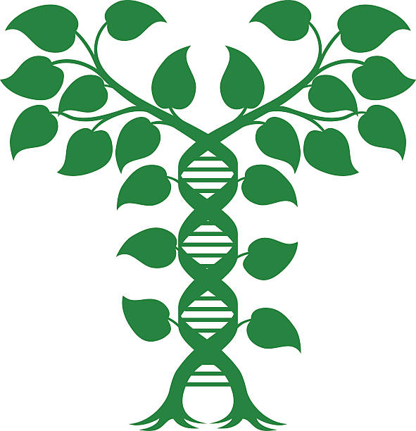 ilustrações de stock, clip art, desenhos animados e ícones de double helix dna plant concept - dna helix helix model symmetry