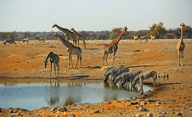 キリンとシマウマの飲み物で忙しい水穴 - water hole ストックフォトと画像