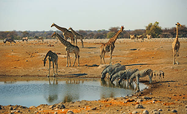 istock Busy waterhole with Giraffes and zebras drinking 604000082