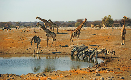 Etosha national park with giraffes and zebras drinking from a busy waterhole