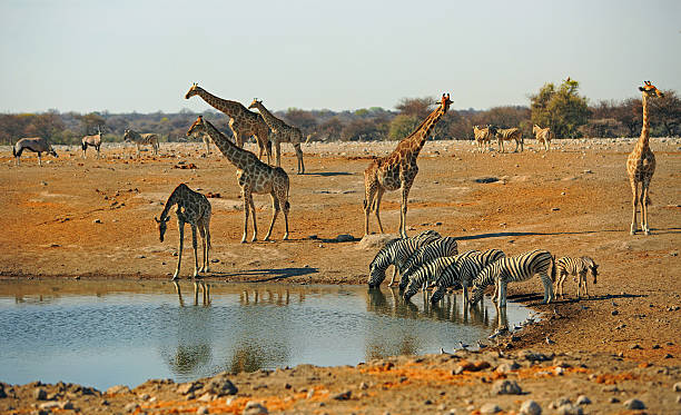 Busy waterhole with Giraffes and zebras drinking stock photo