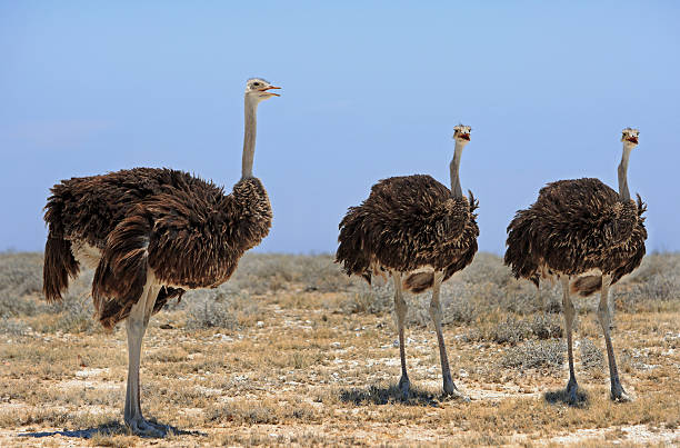 istock Three ostriches on the Etosha plains 604001286