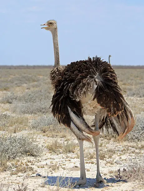 Photo of Full Frame image of Lone female ostrich