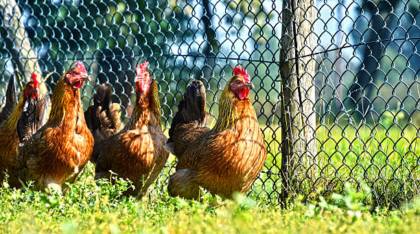 istock Chickens on traditional free range poultry farm 604001648
