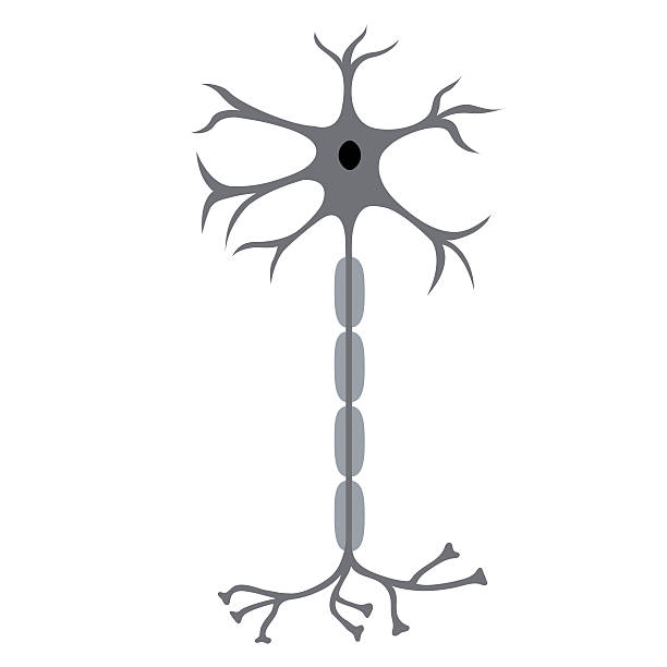 Nerve Cell Neuron Nerve Cell Neuron, isolated on white background neuron axon stock illustrations