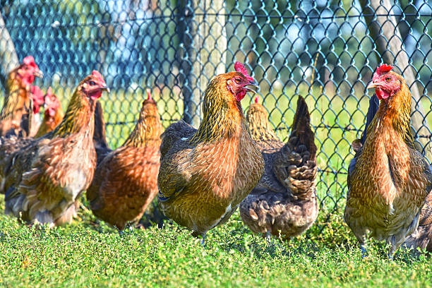 istock Chickens on traditional free range poultry farm 604002442