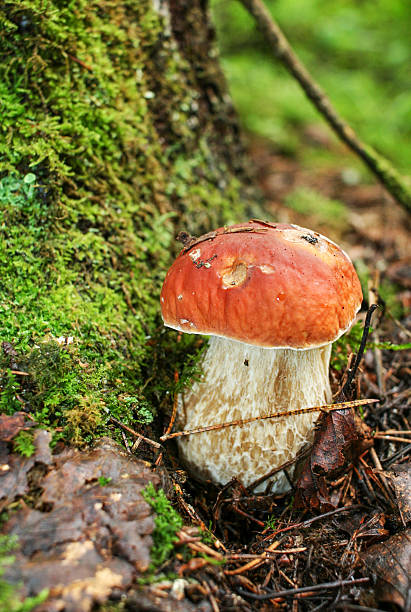 istock White mushroom on green moss and withered leaves 604002576