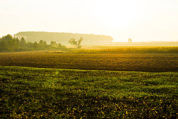 istock Sunrise over a field on a spring day. 604004590