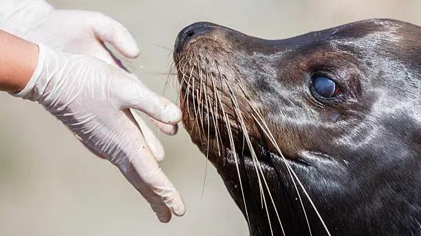 Adult sealion being treated by a veterinarian - Selective focus