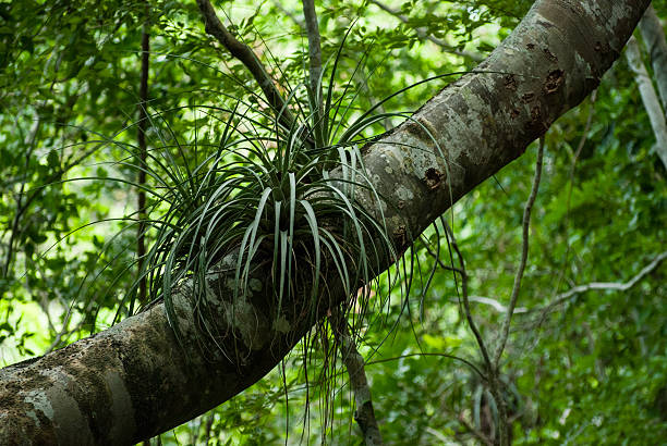 istock Tillandsia in a tree, Cuba 604005334