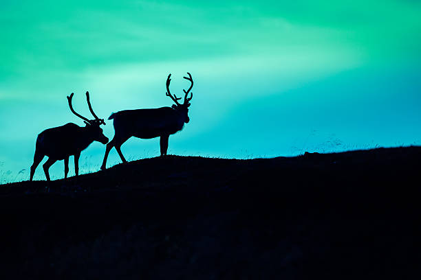 istock Silhouette of two deer 604006370