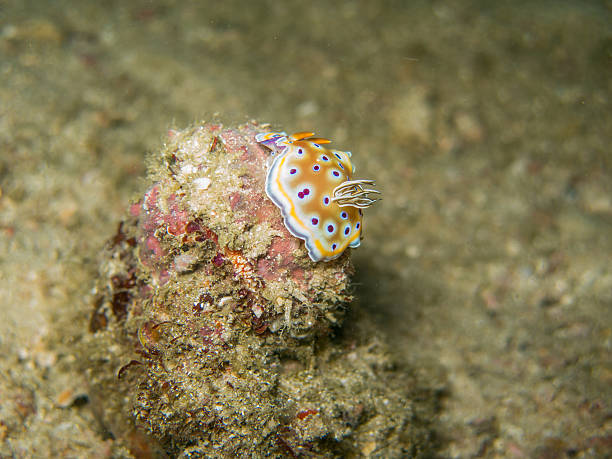 istock closed up the nudibranch in Myanmar divesite 604006498