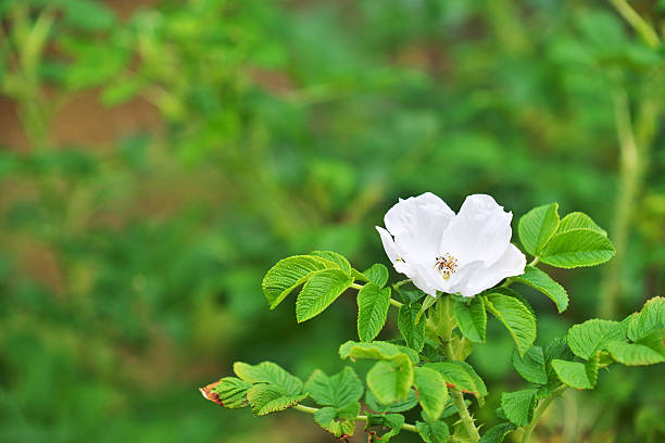 istock Flower of a white sweetbrier 604009136