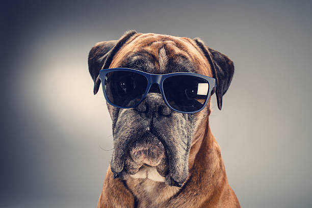 Pies bokser z okularami przeciwsłonecznymi patrząc w przyszłość. – zdjęcie
