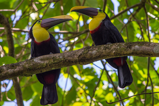 Keel-billed amusing toucans spotted somewhere in Central America