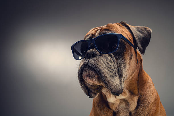 istock Boxer dog with sunglasses 604009328