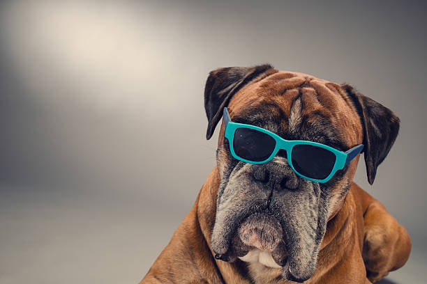 istock Boxer dog with sunglasses who is looking ahead. 604009468