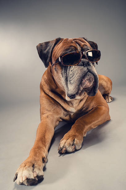 istock Boxer dog with sunglasses. 604009610