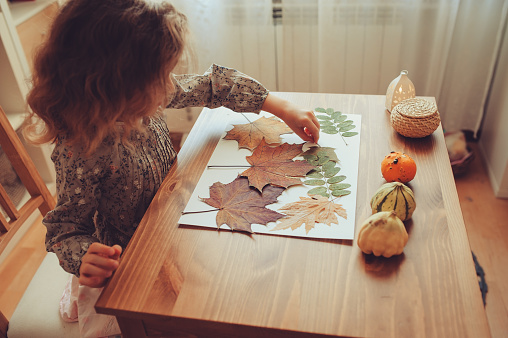 preparations for autumn craft with kids. Herbarium from dried leaves. Learning children at home, fall nature collage.