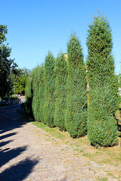 istock Alley of thuja in a park 604013066