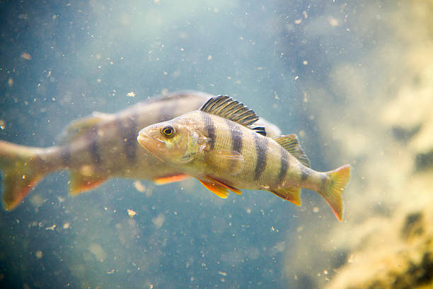 Pesce persico, Perca fluviatilis, pesce singolo in acqua - foto stock