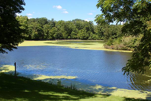 istock Moss on the Top of the Lake 604014092