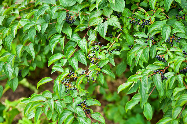 Blue Cornus sanguinea berries Blue Cornus sanguinea berries at shrub in Ruhrgebiet cornus sanguinea stock pictures, royalty-free photos & images