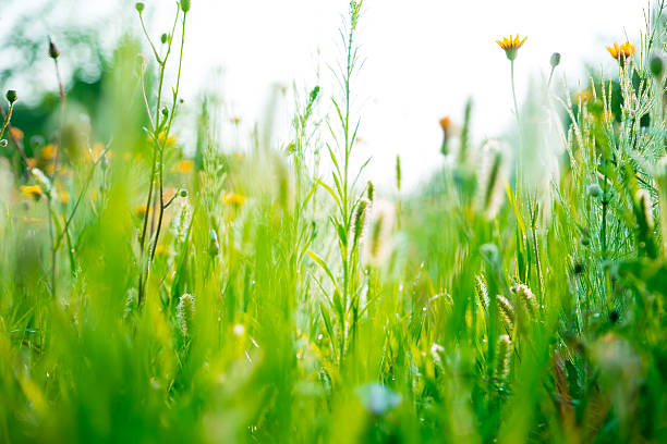 istock Beautiful rural landscape with sunrise over a meadow. Soft focus. 604014256