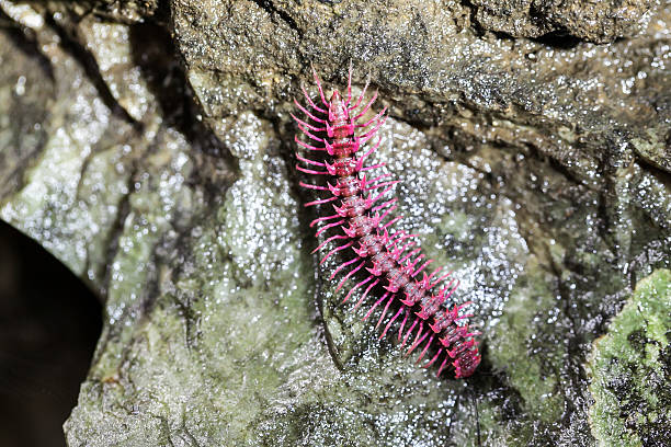 20+ Pink Dragon Millipede Stock Photos, Pictures & Royalty-Free