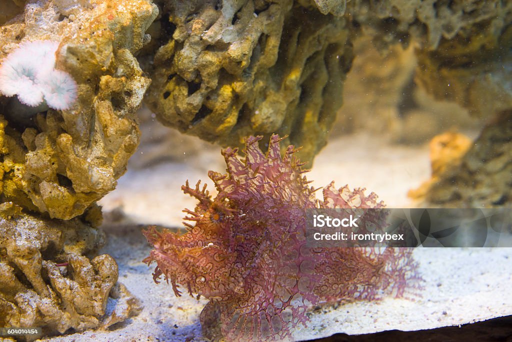 close up on Weedy scorpionfish (Rhinopias frondosa) Animal Stock Photo