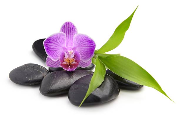 zen basalt stones ,orchid and bamboo stock photo